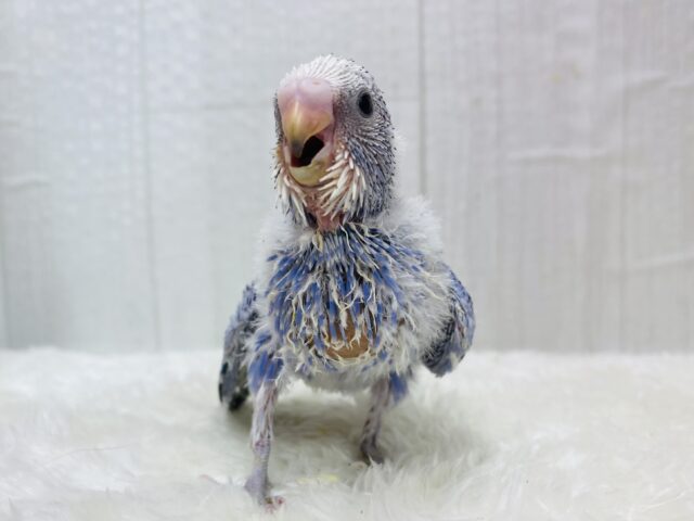 ﾊﾁｬﾒﾁｬ✨賑やかﾃﾞｽ💙セキセイインコのブルーオパーリン‼️