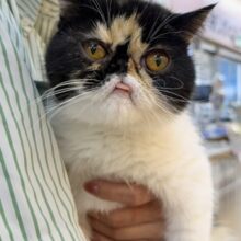 ペチャ顔が堪らん！！エキゾチックちゃん！