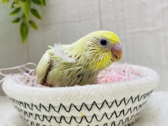 セキセイインコ