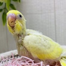 よ〜く見ると薄っすらグリーンが💚セキセイインコのクリームスパングル✨