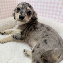 最新画像！シルバーダップルのチワックスがきたよ！