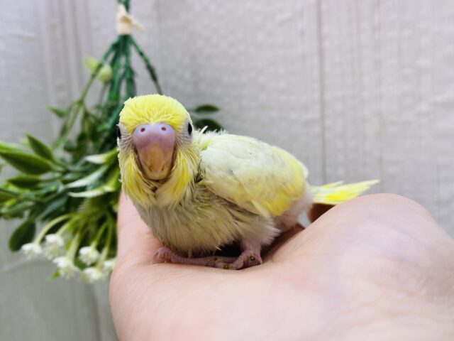 セキセイインコ
