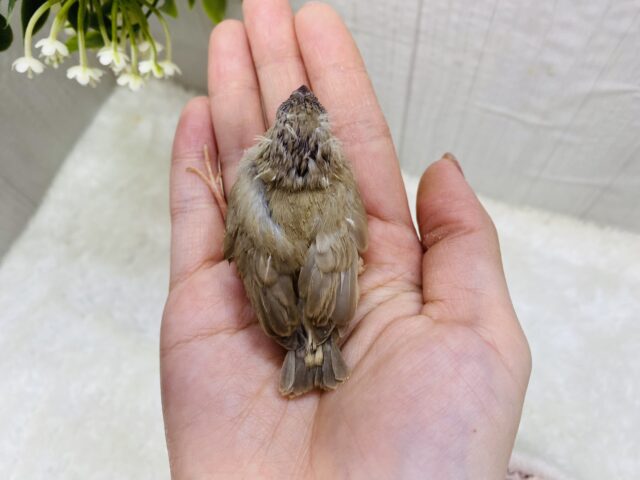 錦花鳥（キンカチョウ）