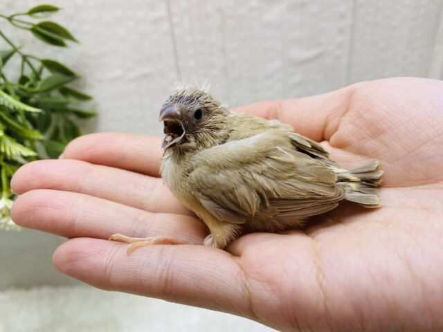 錦花鳥（キンカチョウ）