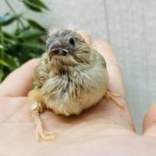 ふわっと優しいマロンちゃん🌰キンカ鳥フォーン🧡