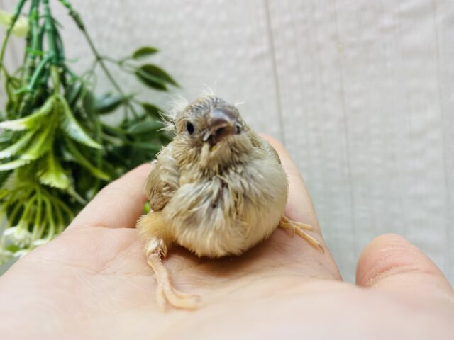 錦花鳥（キンカチョウ）