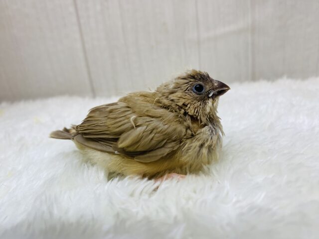 錦花鳥（キンカチョウ）