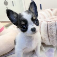 更新📷牛さんのような模様のチワワちゃん！