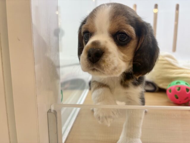 千葉店初入舎のスヌーピー!?ビーグルちゃん! ビーグル