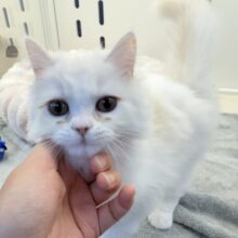 最新📷きゅんきゅんさせちゃう！ラガマフィンくん