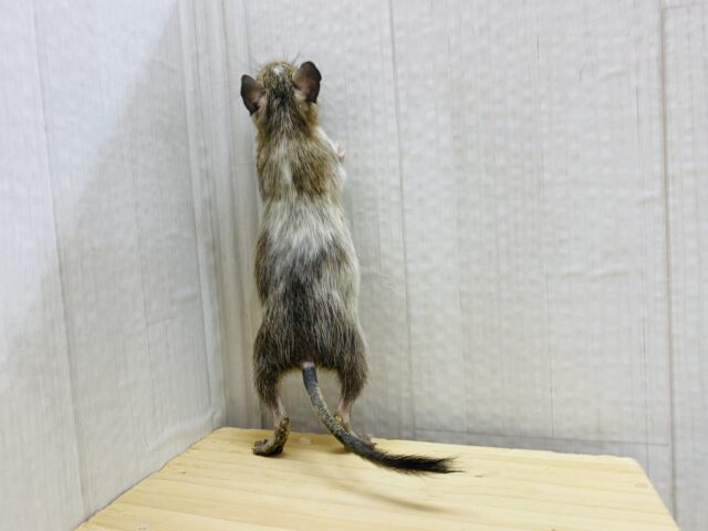 グィグィ系男子🌟だけど優しいお顔🥰デグーパイドカラー デグー