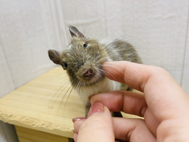 グィグィ系男子🌟だけど優しいお顔🥰デグーパイドカラー デグー