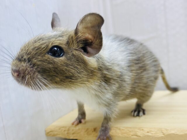 グィグィ系男子🌟だけど優しいお顔🥰デグーパイドカラー