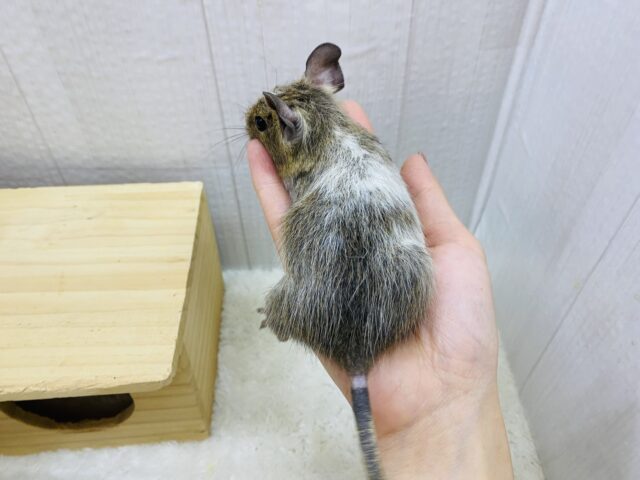 グィグィ系男子🌟だけど優しいお顔🥰デグーパイドカラー デグー