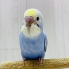 最新画像有ります❗️今日はｼｭﾜｼｭﾜソーダ気分.･゜🩵セキセイインコのパステルレインボー🌈