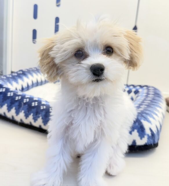 キャバビション