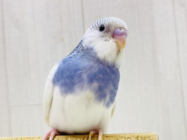 最新画像有ります‼️🫐ブルーベリーヨーグルトカラー🤍セキセイインコのパイド🌟