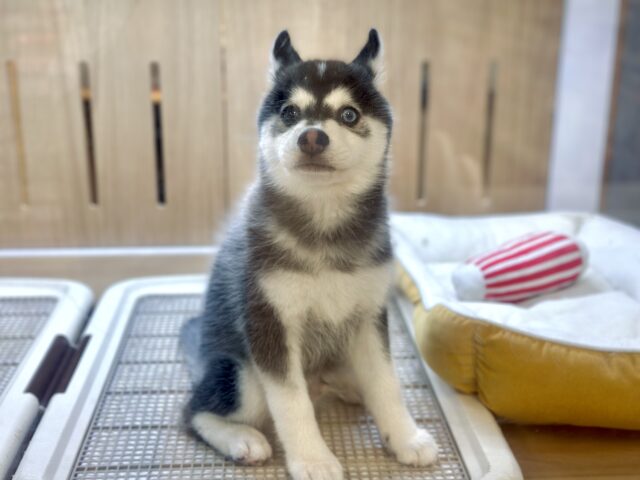 大型新人✨️✨️✨️✨️とっても珍しいミックス犬!ポンスキー男の子 ポンスキー