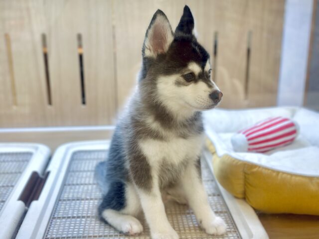 大型新人✨️✨️✨️✨️とっても珍しいミックス犬!ポンスキー男の子 ポンスキー