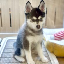 大型新人✨️✨️✨️✨️とっても珍しいミックス犬！ポンスキー男の子