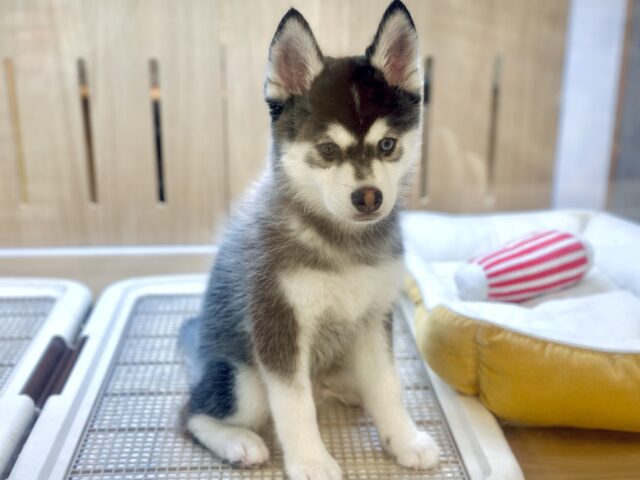 大型新人✨️✨️✨️✨️とっても珍しいミックス犬!ポンスキー男の子 ポンスキー