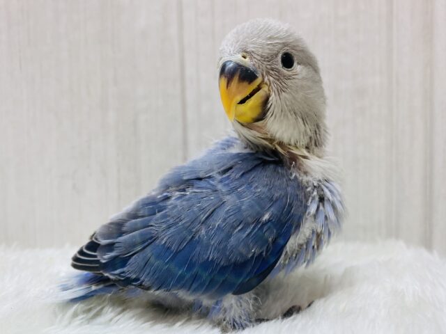 バイオレットオパーリンだけどよく見てみると…💕将来が楽しみすぎるっコザクラインコのバイオレットオパーリン🟣