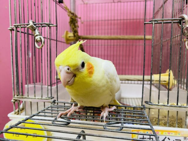 オカメインコ