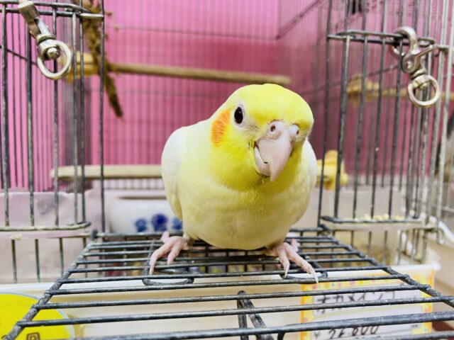 オカメインコ