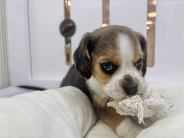 千葉店初入舎のスヌーピー!?ビーグルちゃん! ビーグル