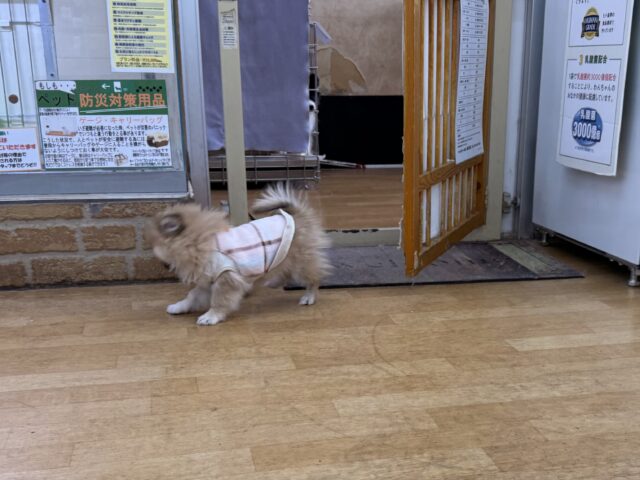 ポメペキ（ペキポメ）