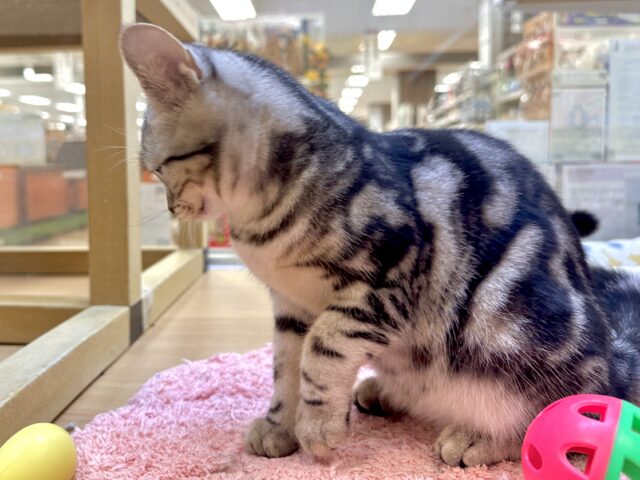 ツンデレ︎💓👉🏻👈🏻💓アメリカンショートヘア女の子 アメリカンショートヘア