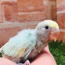 コザクラインコ（ブルーパイドオパーリン）💚💙💚💙