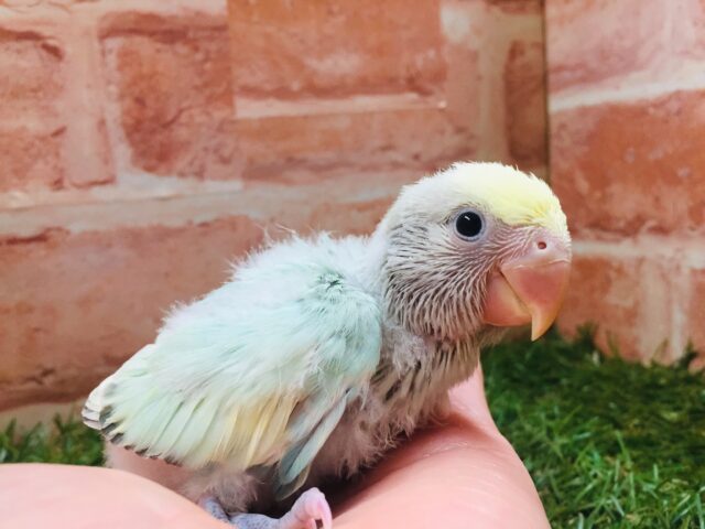 コザクラインコ（ブルーパイドオパーリン）💚💙💚💙