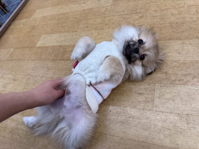 ポメペキ（ペキポメ）