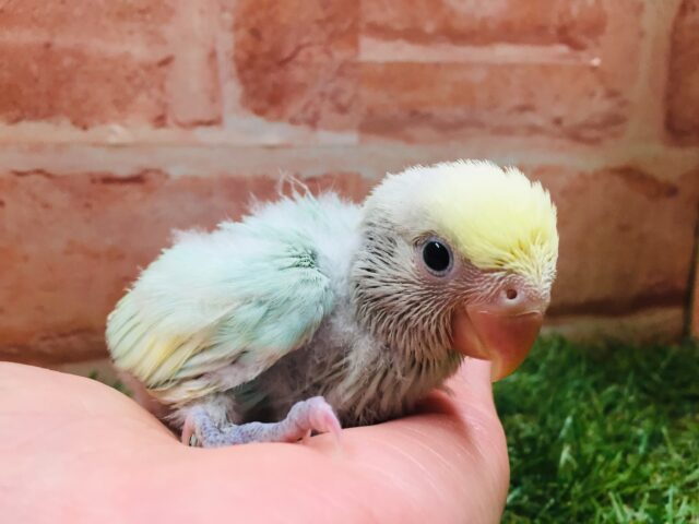コザクラインコ（小桜インコ）