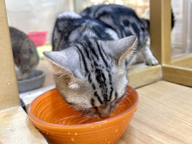 ツンデレ︎💓👉🏻👈🏻💓アメリカンショートヘア女の子 アメリカンショートヘア
