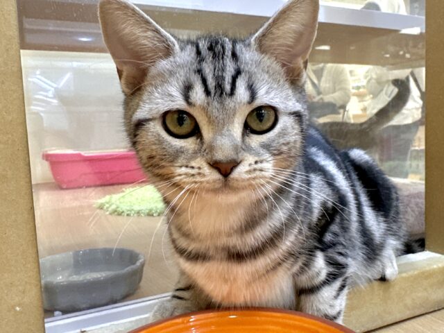 ツンデレ︎💓‪👉🏻👈🏻💓アメリカンショートヘア女の子