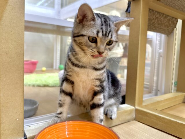 ツンデレ︎💓👉🏻👈🏻💓アメリカンショートヘア女の子 アメリカンショートヘア