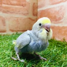 ①鮮やかな色合い🌈🌈　セキセイインコ（レインボー系）