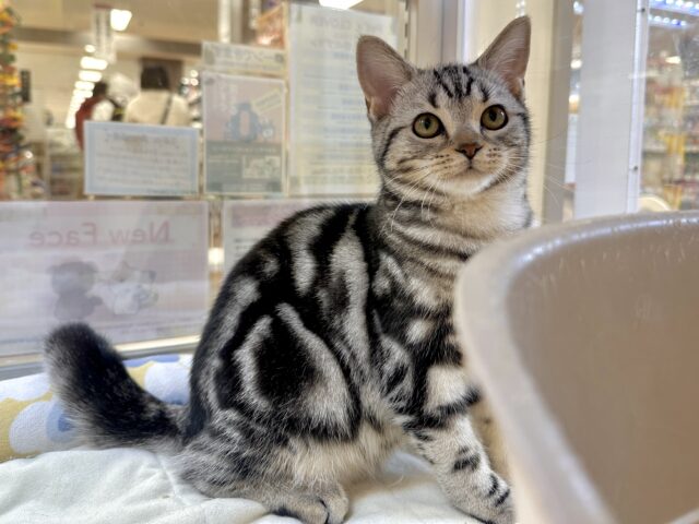 ツンデレ︎💓👉🏻👈🏻💓アメリカンショートヘア女の子 アメリカンショートヘア