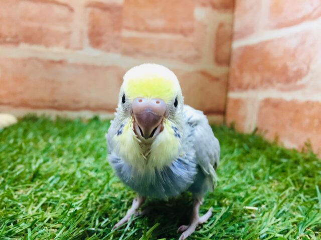 セキセイインコ