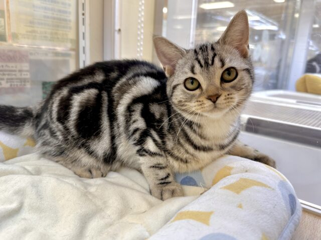 ツンデレ︎💓👉🏻👈🏻💓アメリカンショートヘア女の子 アメリカンショートヘア