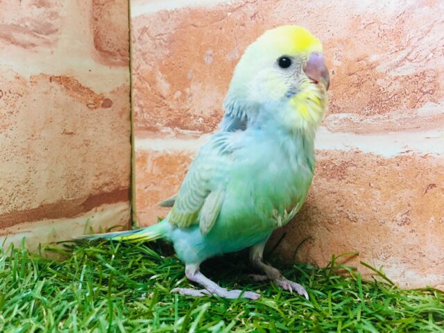 ②レインボーセキセイちゃん🌈🌈 セキセイインコ セキセイインコ