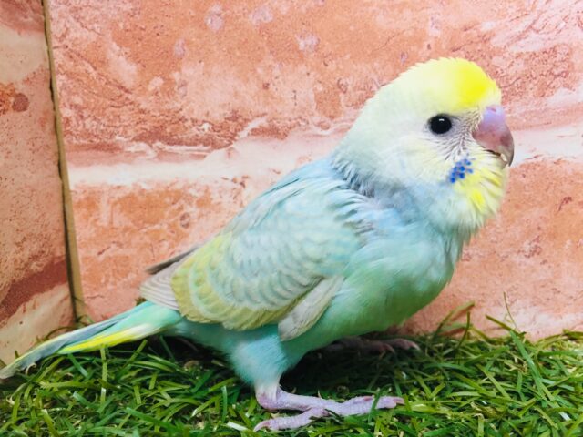 ②レインボーセキセイちゃん🌈🌈 セキセイインコ セキセイインコ