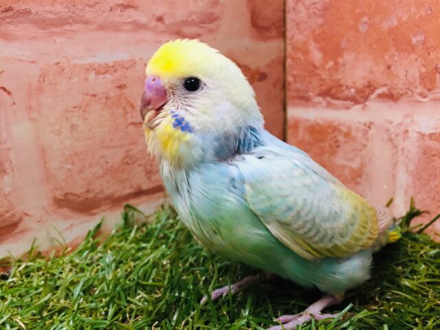 ②レインボーセキセイちゃん🌈🌈 セキセイインコ セキセイインコ