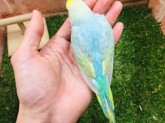 ②レインボーセキセイちゃん🌈🌈 セキセイインコ セキセイインコ