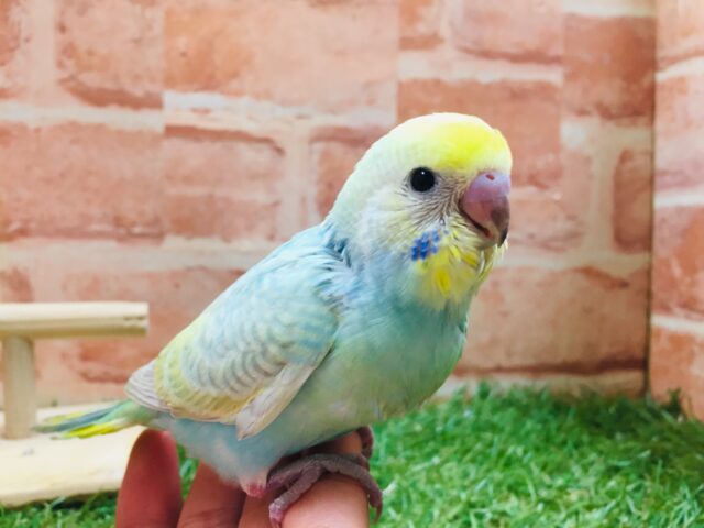 ②レインボーセキセイちゃん🌈🌈 セキセイインコ セキセイインコ