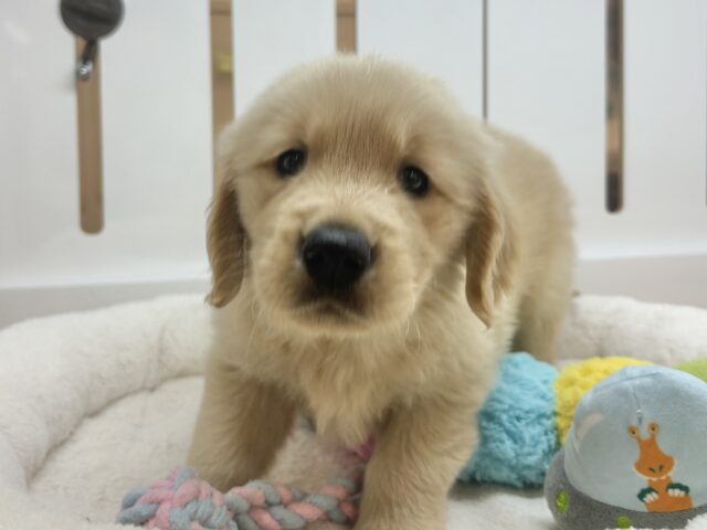 ゴールデンレトリバー