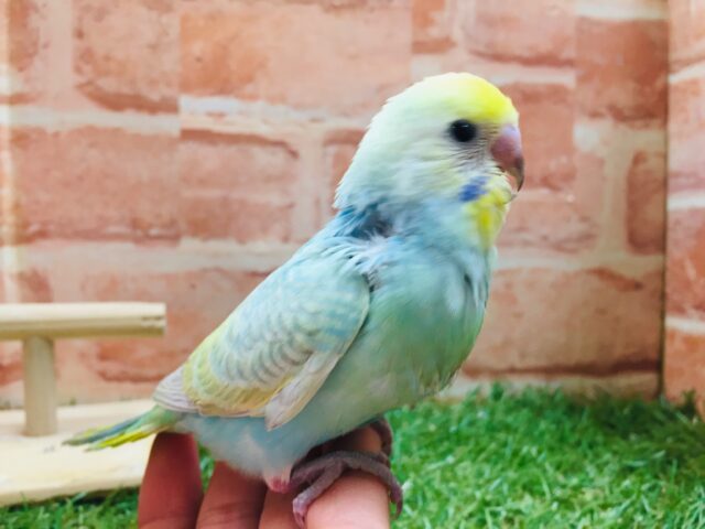 ②レインボーセキセイちゃん🌈🌈 セキセイインコ セキセイインコ