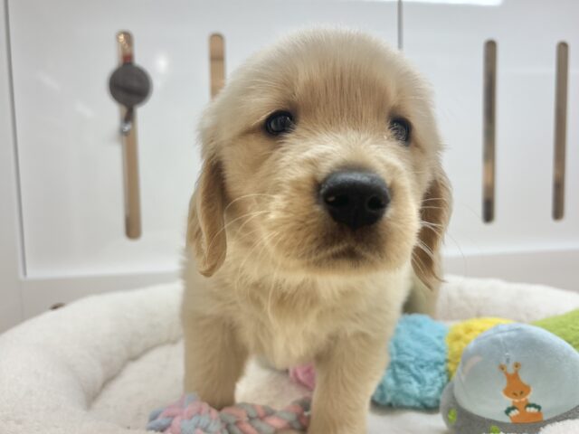 ゴールデンレトリバー